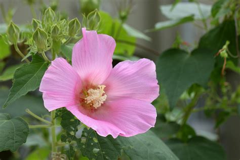 芙蓉 毒性|フヨウ（芙蓉） (ケア, 特徴, 花, 画像)